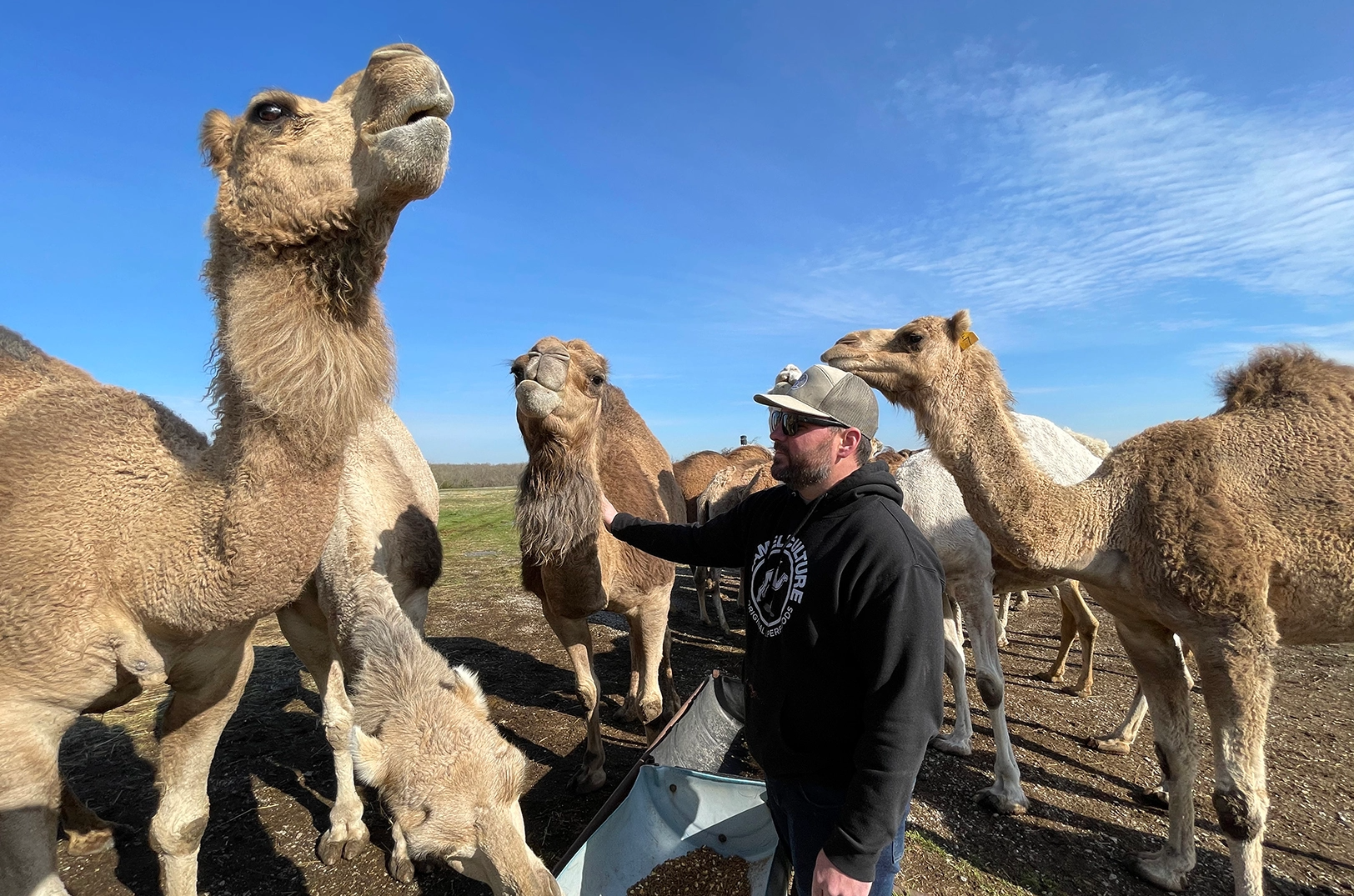 WIRE man with camel